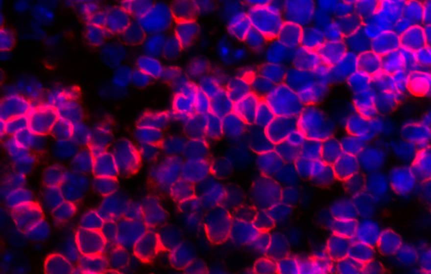 human T cells artificial