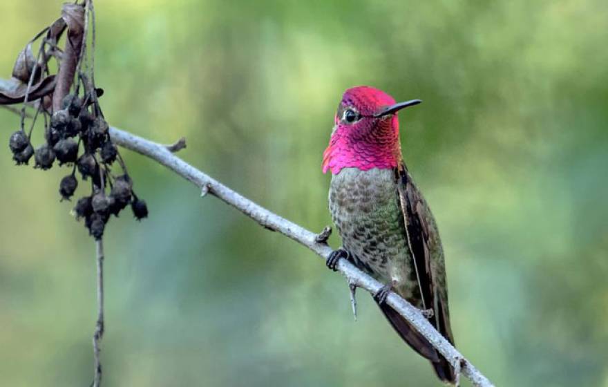 Hummingbird on a branch