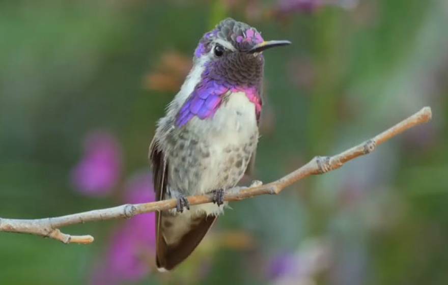 UC Riverside Costa's Hummingbird