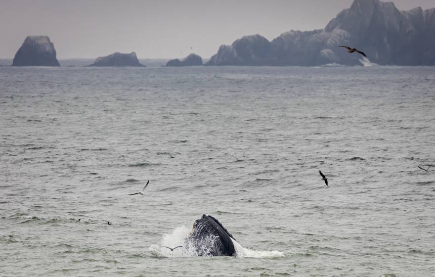 Humpback whale feeding in Pacifica, California