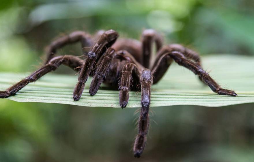 Tarantula on a plant