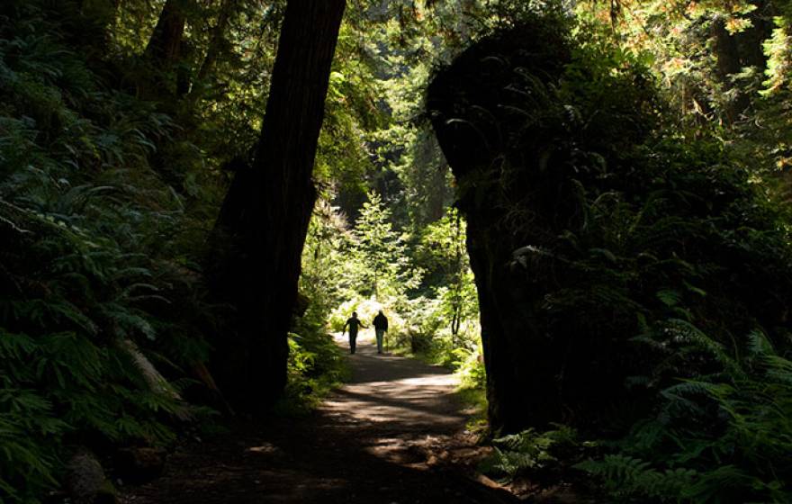 couple strolls through forest