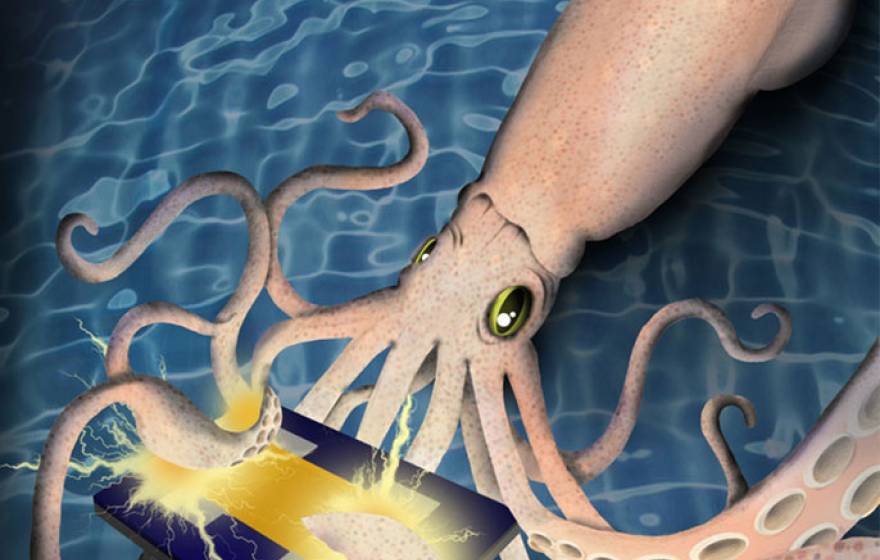 squid illustration