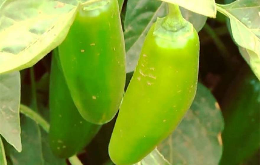 Jalapeno peppers