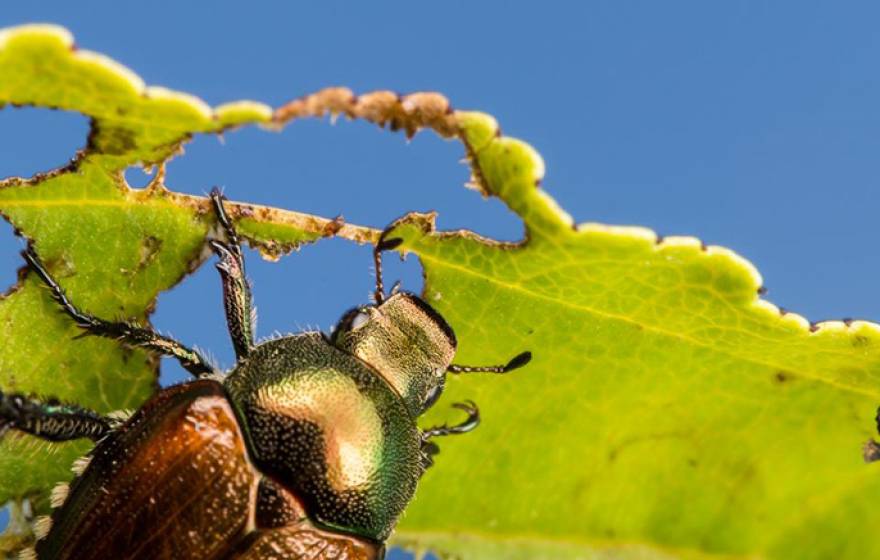 A Japanese beetle munches a leaf. 