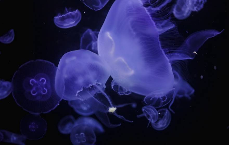 Moon jellyfish