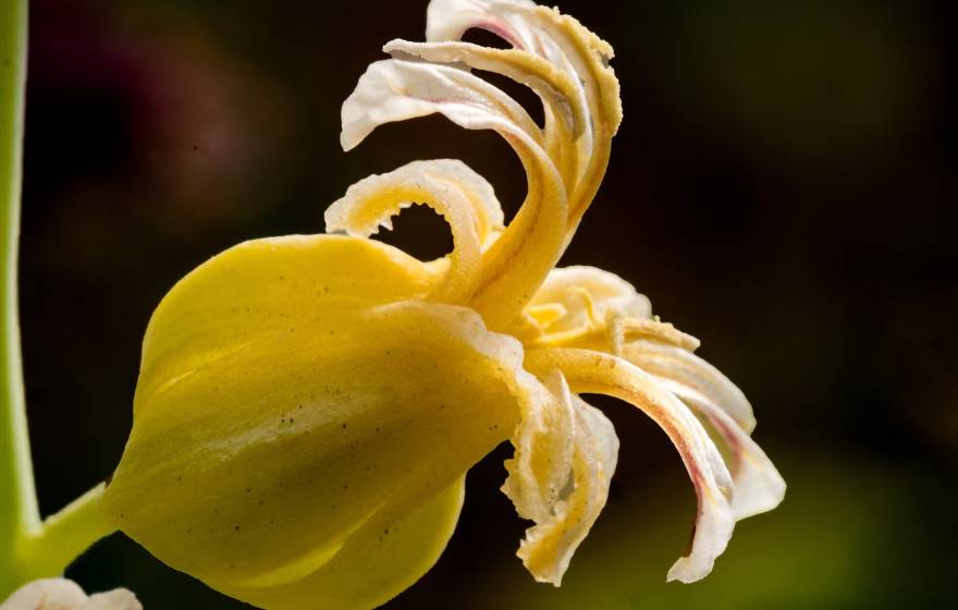 A close-up of a yellow wildflower