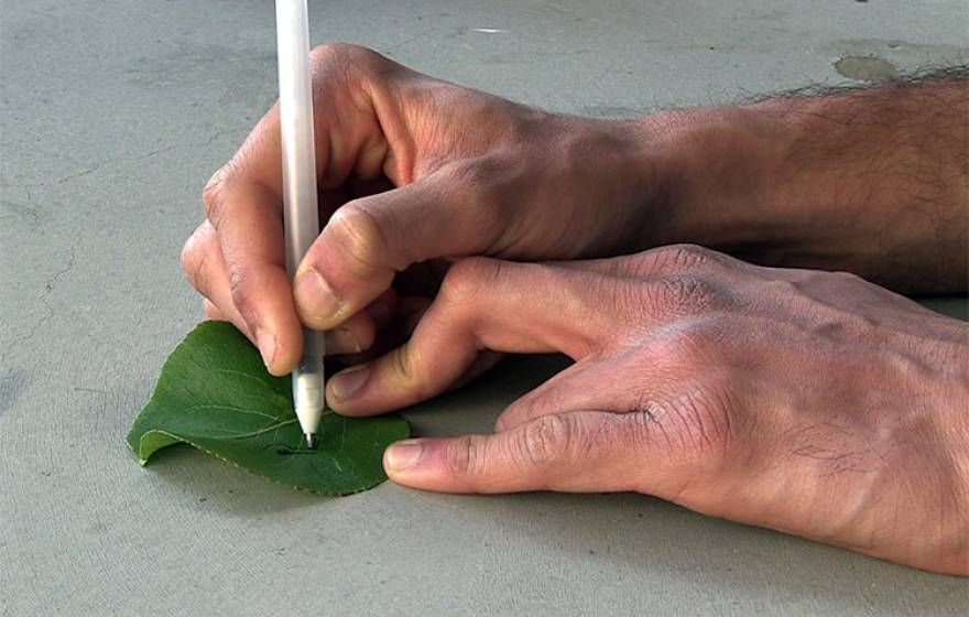 Joseph Wang draws sensor on leaf