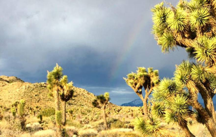 Joshua Tree National Park with a rainbow