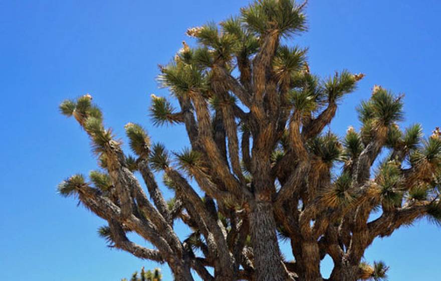 Joshua Tree UC Riverside