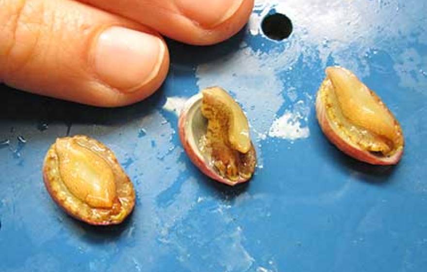 juvenile abalone