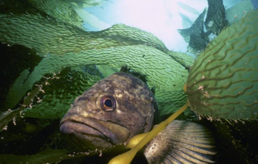 Rockfish in among kelp