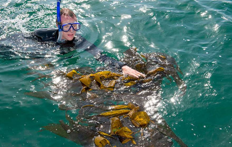 researcher and kelp