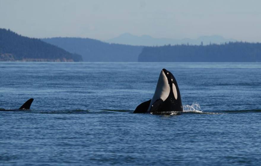 Killer whale UC Davis