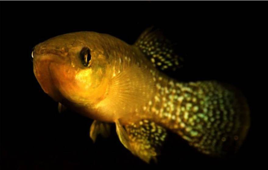 UC Davis killfish