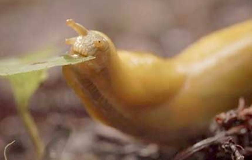banana slug eats leaf