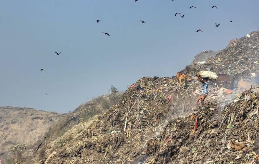 Person in landfill with birds flying over