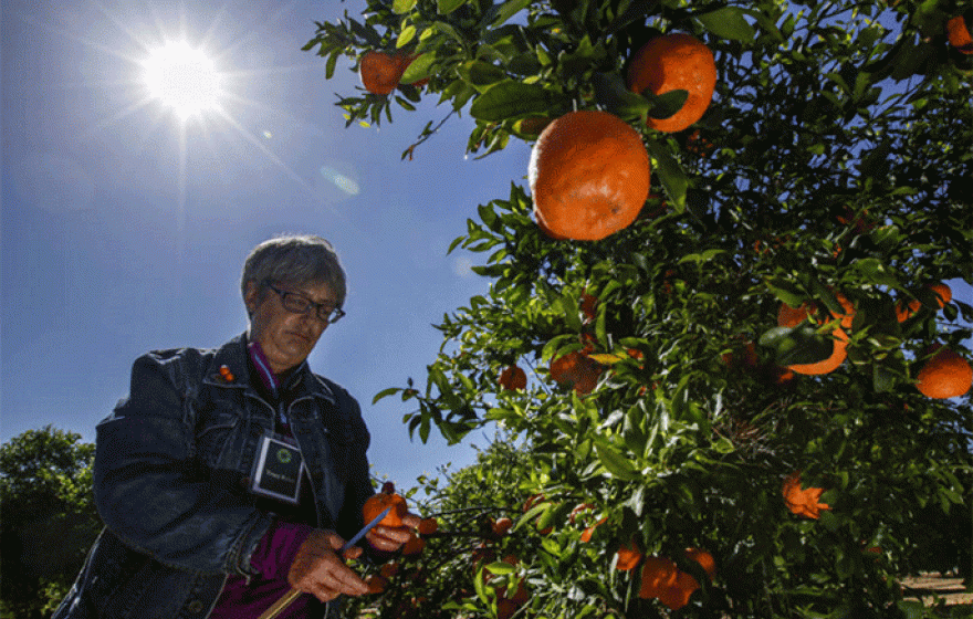 Tracy Kahn, curator of UC Riverside's Citrus Variety Collection, talks about the ponkan tangerine to a group of flavorists from Givaudan visiting the university's grove. (Credit: Los Angeles Times)