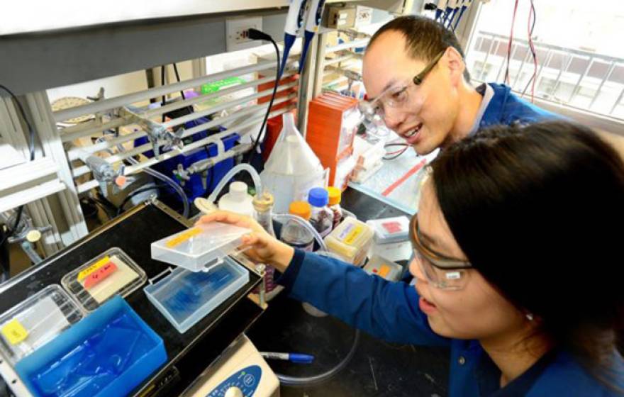 Chris Chang and UC Berkeley graduate student Sumin Lee carry out experiments to find proteins that bind to copper and potentially influence the storage and burning of fat. 