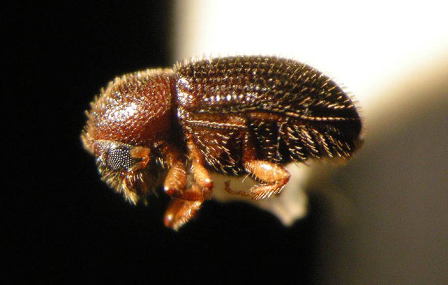 A closeup view of the coffee berry borer.