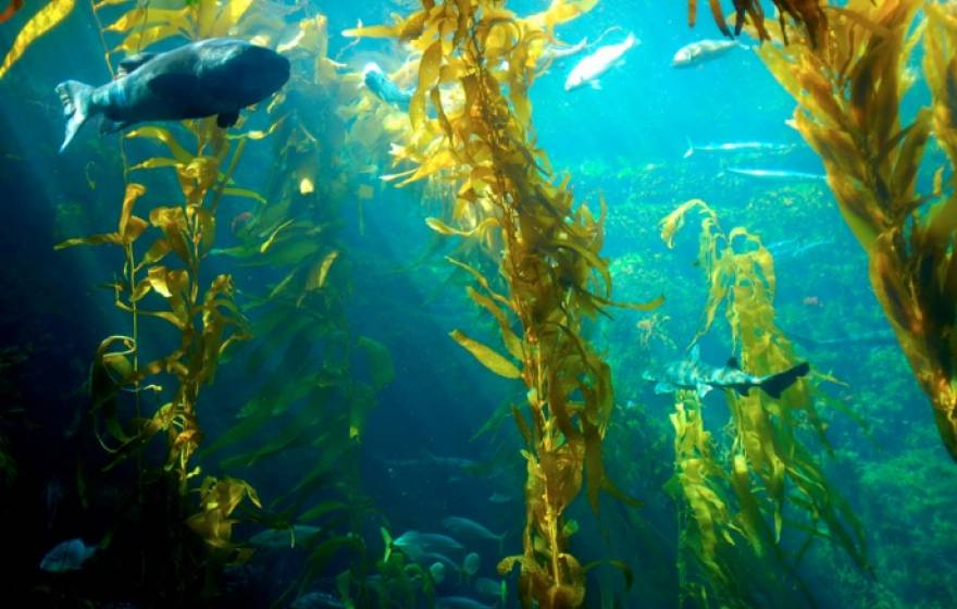kelp with fish