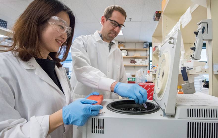 Researchers Pin Wang (left) and Antoine Snijders investigate blood cells collected from mice exposed to thirdhand smoke. 