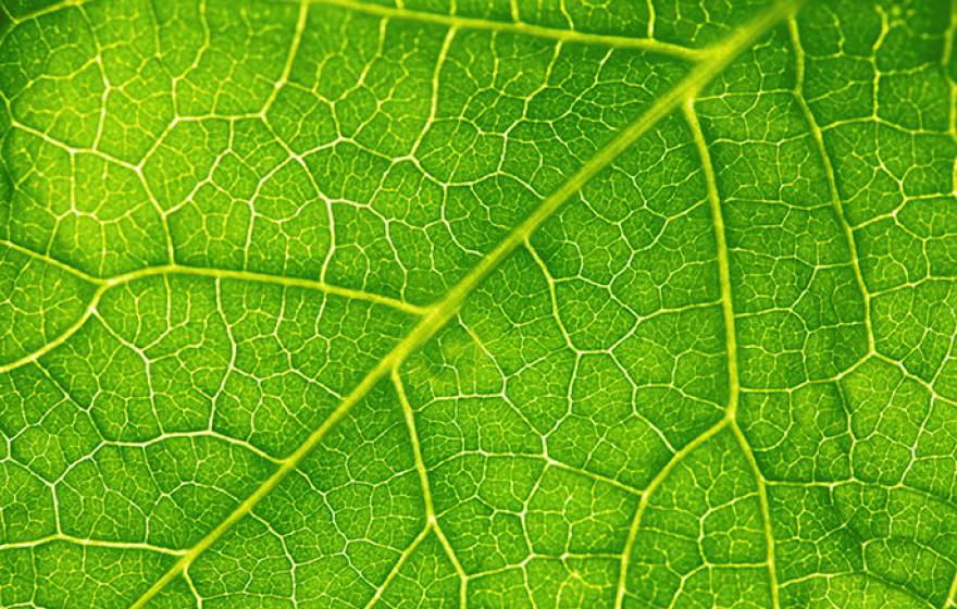 Photosynthesis
