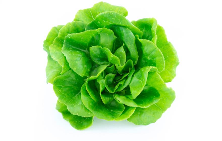 Lettuce on white background