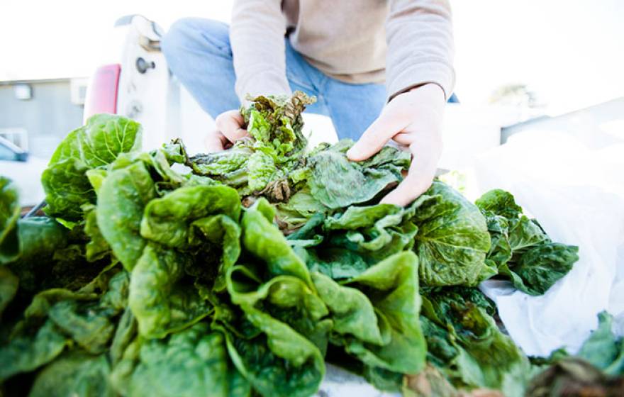 handling lettuce