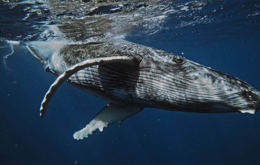 A humpback whale swims near the surface of the ocean, photographed from underwater