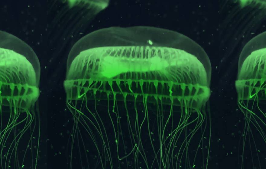 A green, glowing jellyfish swimming