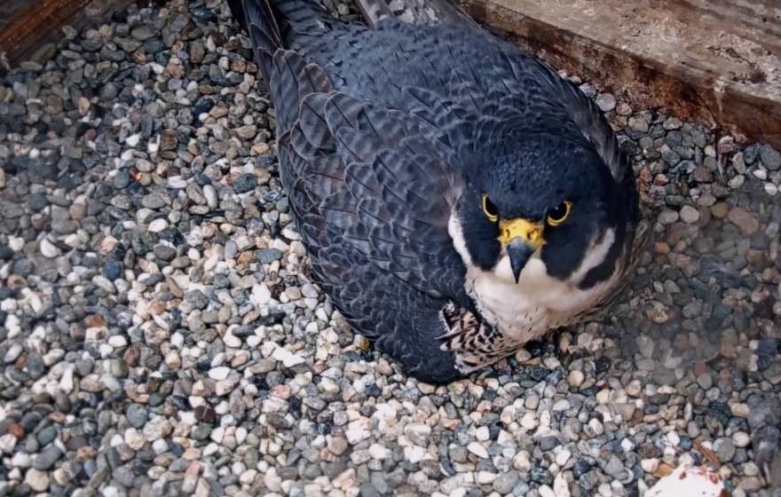 Peregrine falcon protecting its eggs at UC Berkeley / Cal Falcons webcam