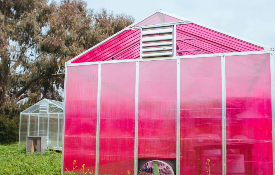 Pink greenhouse first frame