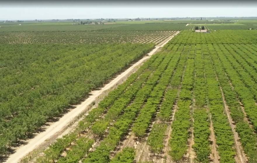 A green field of crops in the Central Valley