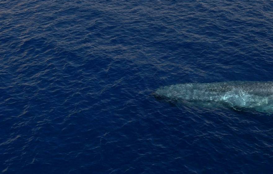 A blue whale surfacing