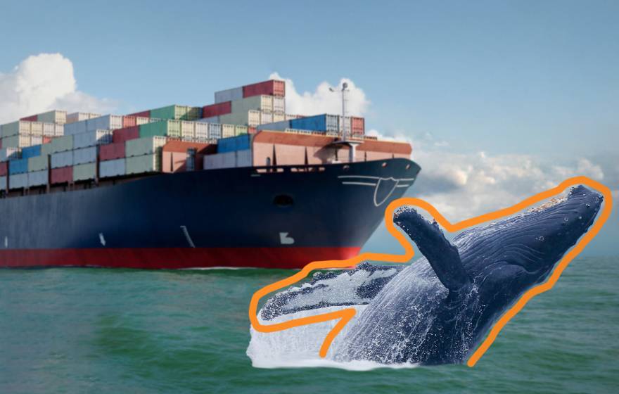 A container ship with a humpback breaching in front of it, outlined in orange