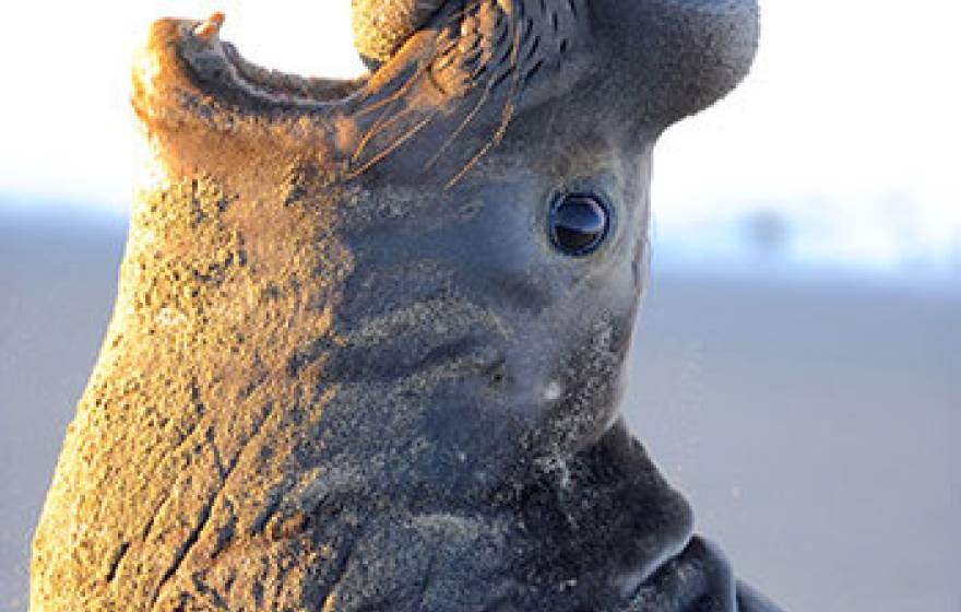 male elephant seal