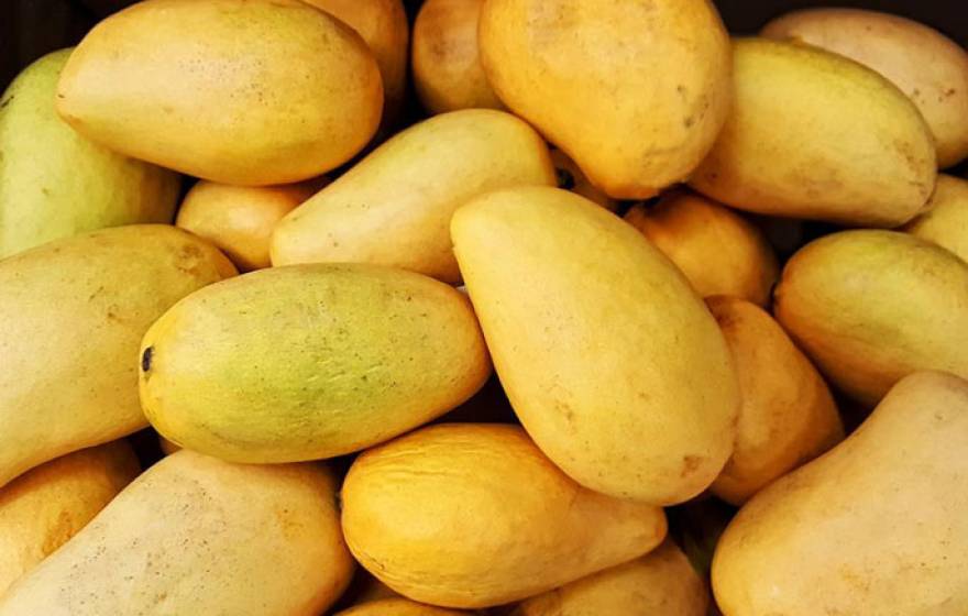 Pile of mangoes