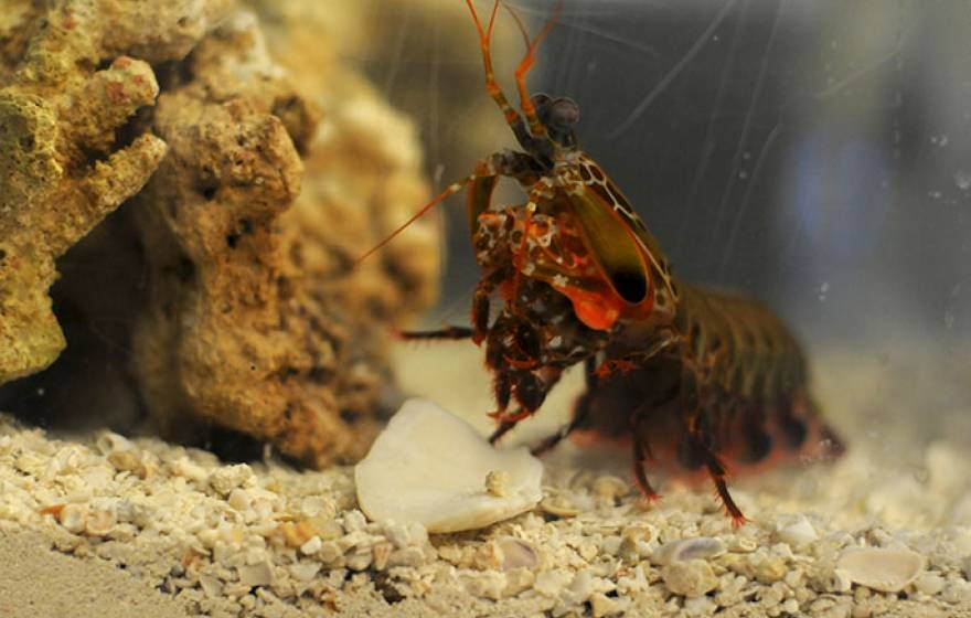 UC Riverside mantis shrimp