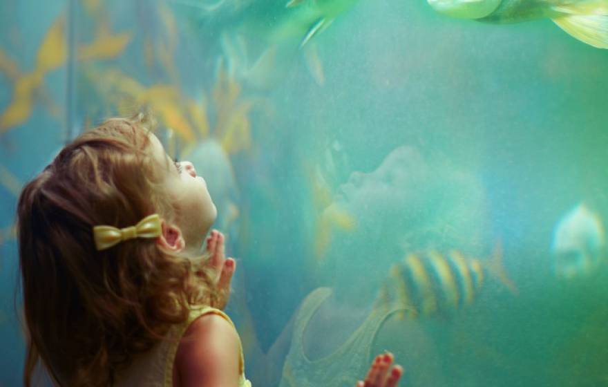 Child looking at fish in an aquarium