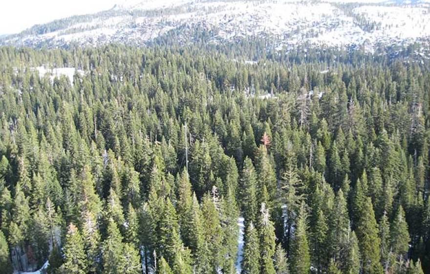 trees in Sierra Nevada