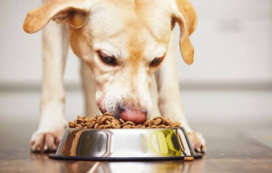 Labrador eating food