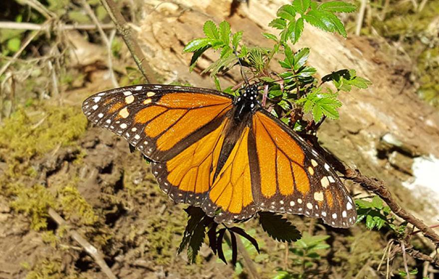 UC San Diego monarch butterfly