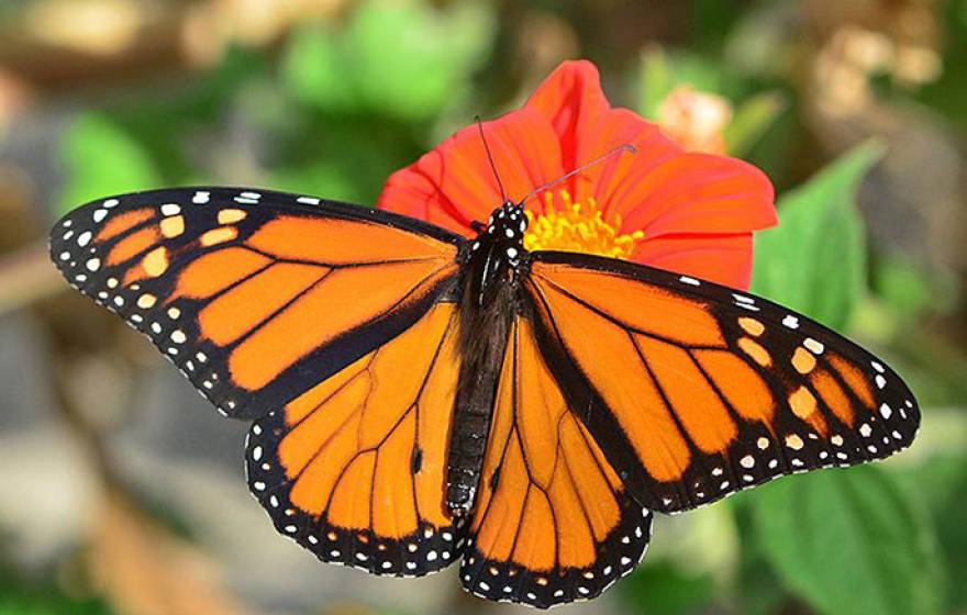 UC Davis butterflies