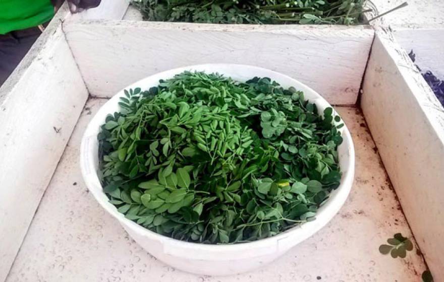 A bowl of moringa