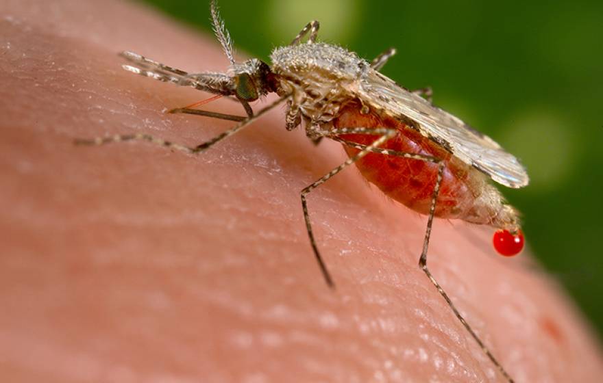 An Anopheles stephensi mosquito obtains a blood meal from a human host through its pointed proboscis. A known malarial vector, the species can found from Egypt all the way to China.