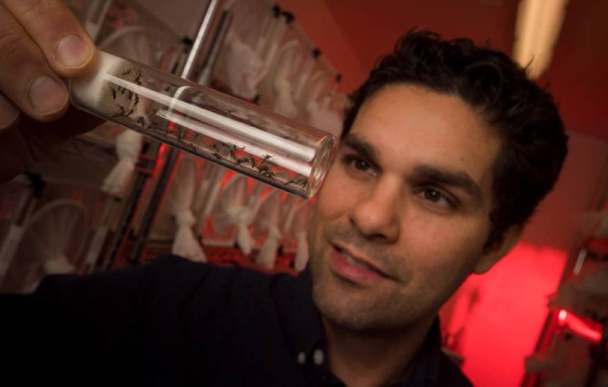 Mosquitoes in a tube held up by a researcher