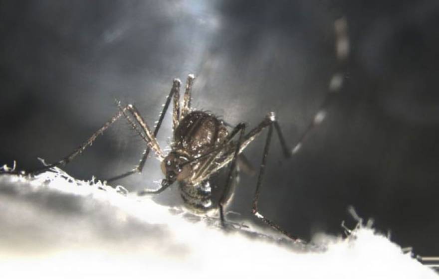 UC Riverside mosquitoes self-destruct