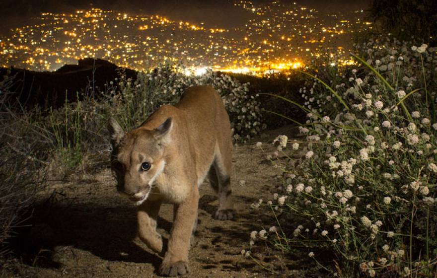 Mountain lion in Southern California, city in the background