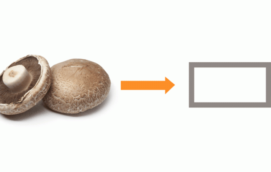 Mushrooms could boost your phone’s battery